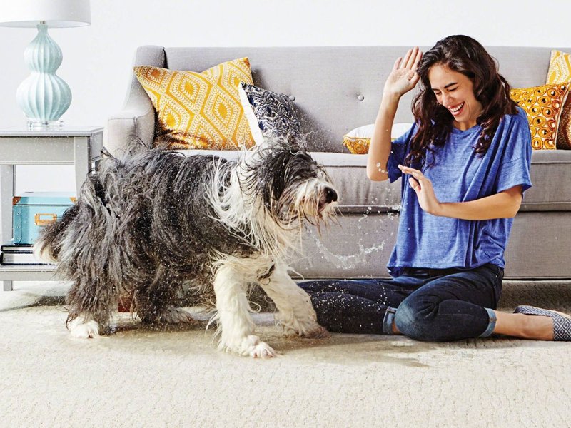 dog in living room - 180 Degree Floors in the Nashville, TN area