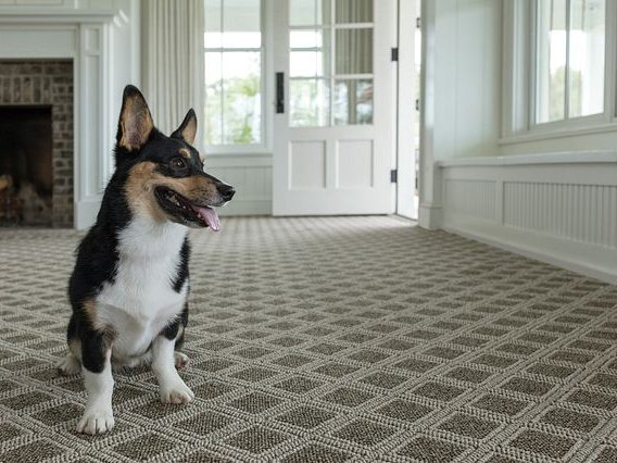 dog on carpet - 180 Degree Floors in the Nashville, TN area